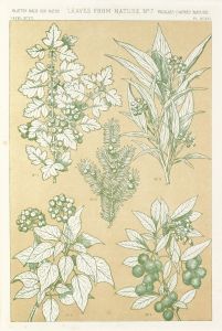 Leaves from Nature No.7