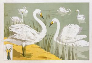 Cygne sauvage