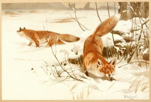 Common fox