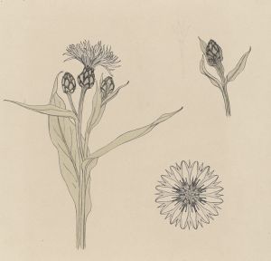 Studies van korenbloemen