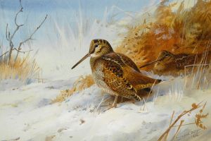 Winter Woodcock