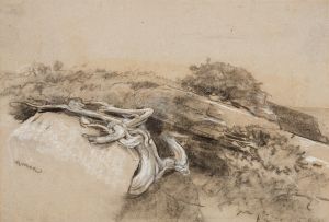 Tree Roots, Prout’s Neck