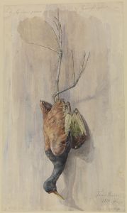 Studie eines toten Spornflüglers